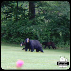 black bear mother and cubs