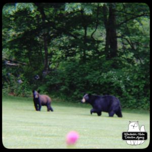 black bear mother and cubs