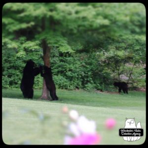 black bear mother and cubs