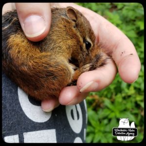 chipmunk curled up in Amber's hand