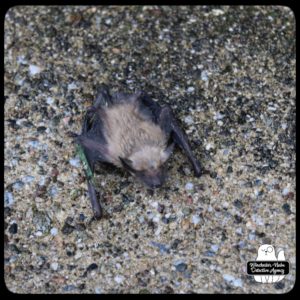 big brown bat on cement floor