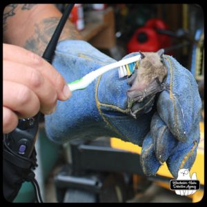 ACO cleaning big brown bat