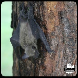 big brown bat climbing tree