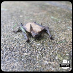 big brown bat on cement floor