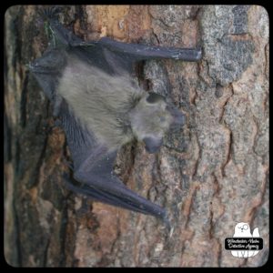 big brown bat climbing tree