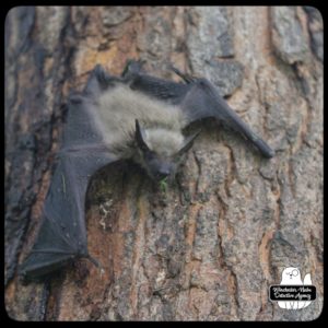 big brown bat climbing tree