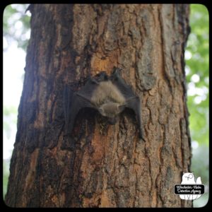 big brown bat climbing tree