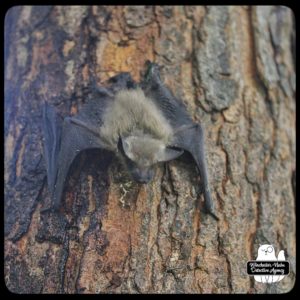 big brown bat climbing tree