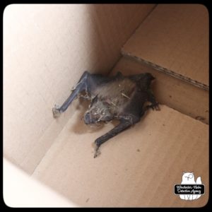 big brown bat in box