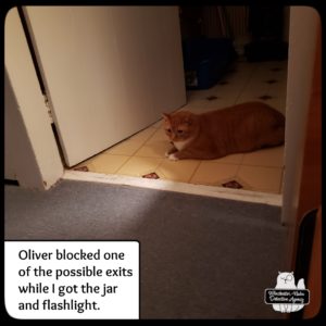 Oliver supervising mousing