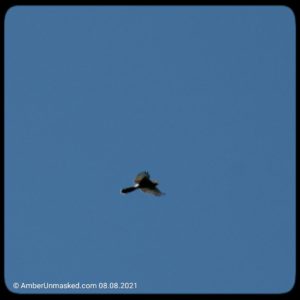 Cooper's hawk flying