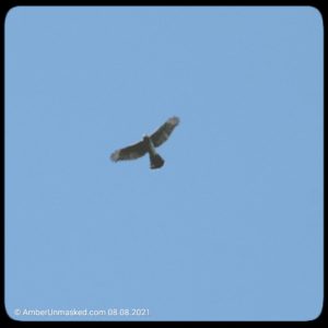 Cooper's hawk flying