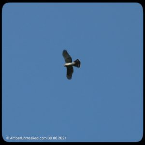 Cooper's hawk flying