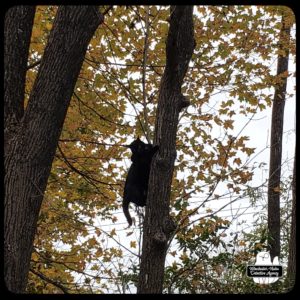 Gus up a tree.