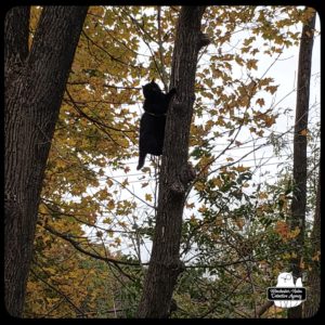 Gus up a tree.