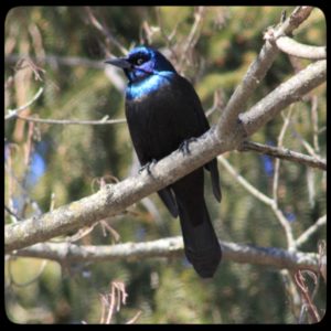 grackle in tree