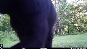 trailcam bear volkolak