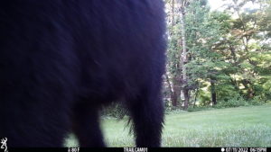 trailcam bear volkolak