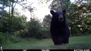 trailcam bear volkolak