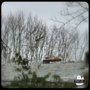 red-tailed hawk