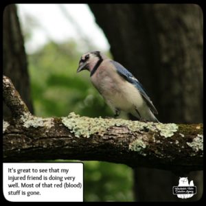 injured bluejay doing better