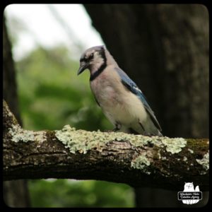 injured bluejay doing better