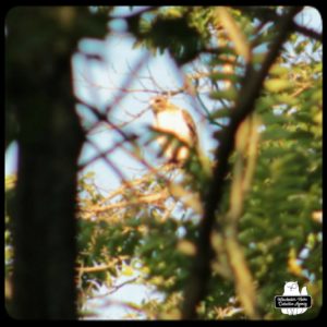 hawk in tree