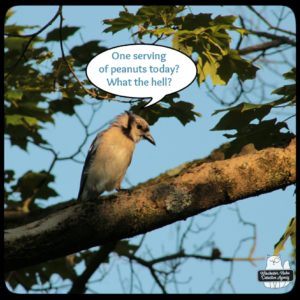 blue jay on branch