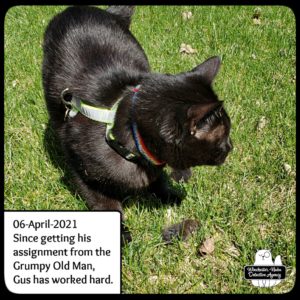 Gus with vole in grass