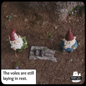 vole funeral with gnomes