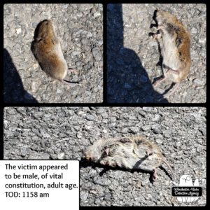 collage of dead vole