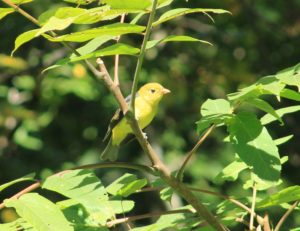 female scarlet tanager