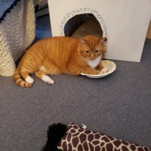 Oliver in catnip bowl