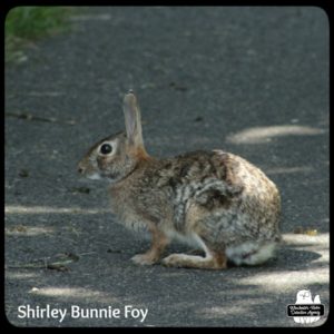 bunny wolpertinger Shirley Bunnie Foy