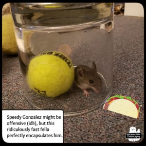 mouse in jar