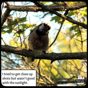 injured bluejay on tree branch