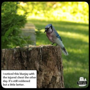 injured bluejay on tree stump