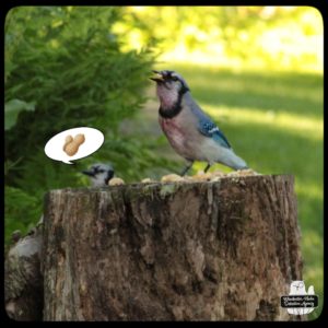 injured bluejay on tree stump