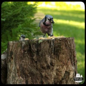 injured bluejay on tree stump