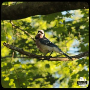 injured bluejay on tree branch