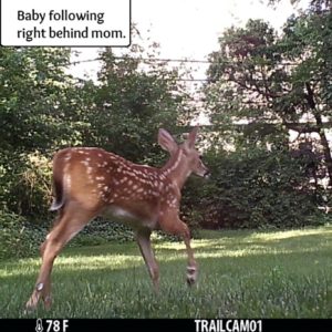 fawn deer