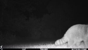 trailcam raccoon back half