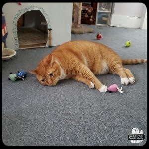 Ollie with toys