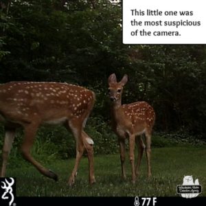 fawns deer