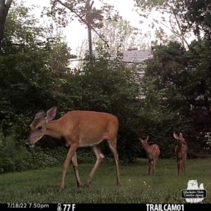 deer family