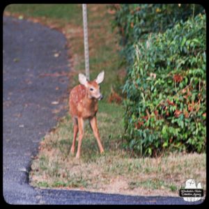 fawn deer