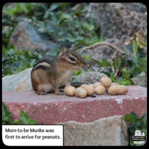 chipmunk Munka at peanut station