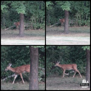 deer collage