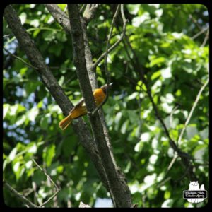 baltimore oriole