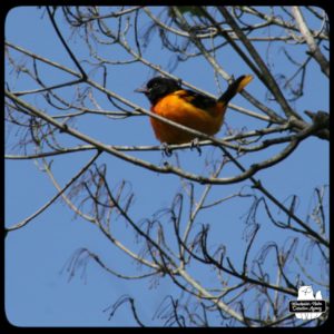 baltimore oriole